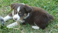 FR rose RTF2, a female Miniature Australian Shepherd for sale in Portland, OR – 1 of 3