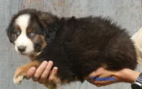 Grace-ci belle BTM, a male Australian Shepherd for sale in Portland, OR – 3 of 3