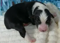 FR ROSE BTM, a male Toy Australian Shepherd for sale in Portland, OR – 2 of 2