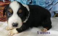 FR ROSE BTM, a male Toy Australian Shepherd for sale in Portland, OR – 1 of 2