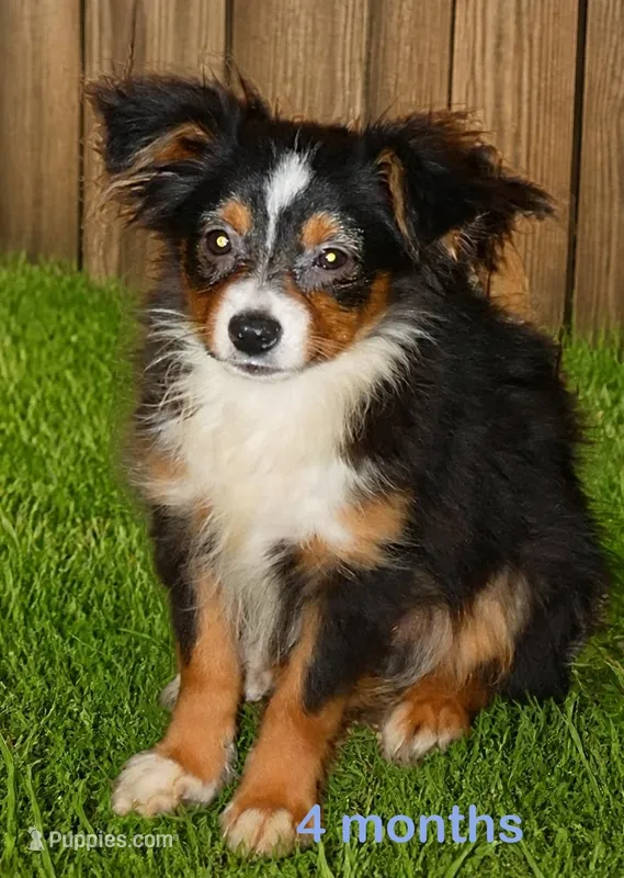 Lil Dustyrose BTM1 – Toy Australian Shepherd puppy for sale in Portland, OR
