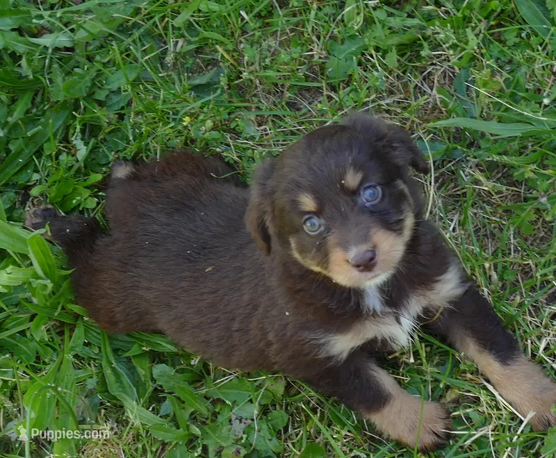 FR ROSE RTF1 – Miniature Australian Shepherd puppy for sale in Portland, OR