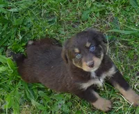 FR ROSE RTF1, a female Miniature Australian Shepherd for sale in Portland, OR – 1 of 4