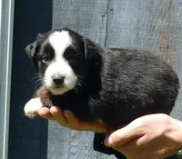 Rustybelle BTM2, a male Miniature Australian Shepherd for sale in Portland, OR – 2 of 2