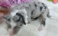 Lil triskey-el BMF1, a female Toy Australian Shepherd for sale in Portland, OR – 2 of 3