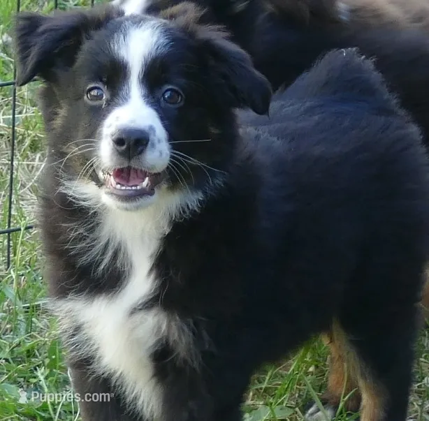 Rustybelle BTM2 – Miniature Australian Shepherd puppy for sale in Portland, OR