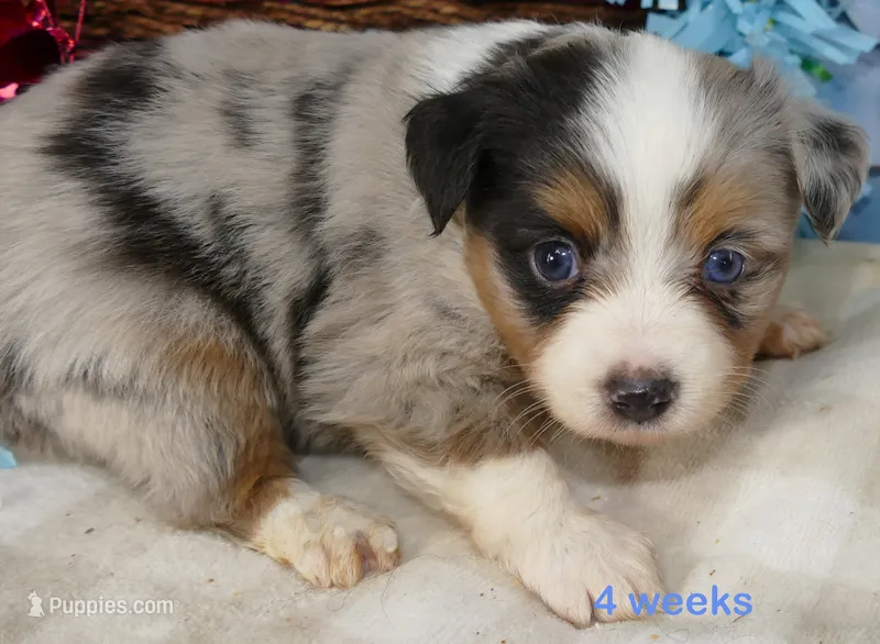 Lil Starb BMM1 – Toy Australian Shepherd puppy for sale in Portland, OR