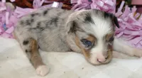 Lil triskey-el BMF1, a female Toy Australian Shepherd for sale in Portland, OR – 3 of 3