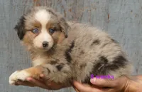 Grace-ci Bellle BMF2, a female Miniature Australian Shepherd for sale in Portland, OR – 3 of 7