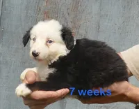 Grace-ci BLue BTM1, a male Miniature Australian Shepherd for sale in Portland, OR – 3 of 3