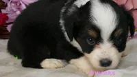 Lil Starb BTF, a female Toy Australian Shepherd for sale in Portland, OR – 2 of 4