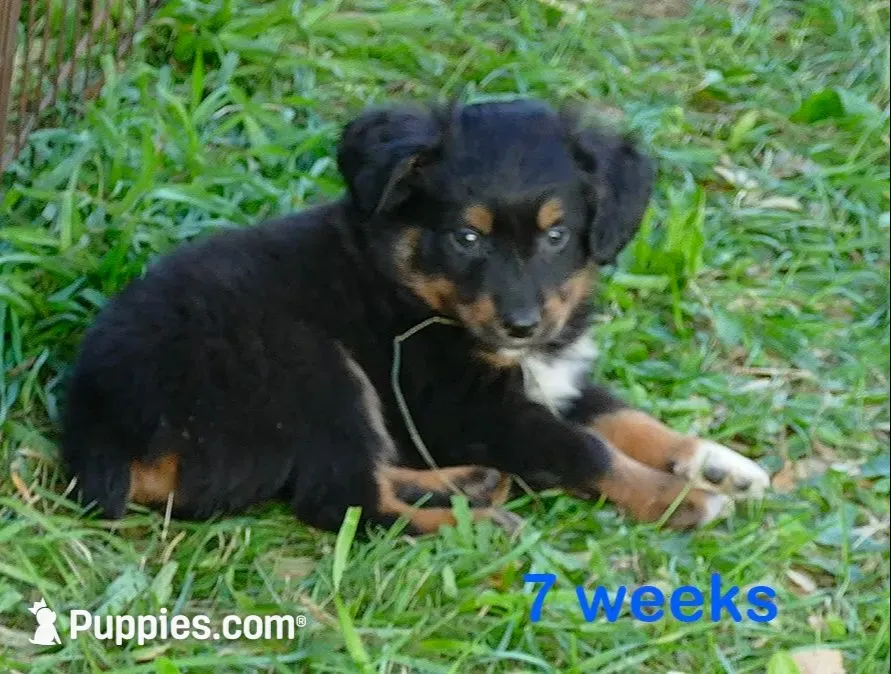FR -Daisey BTM, a male Toy Australian Shepherd for sale in Portland, OR – 1 of 4
