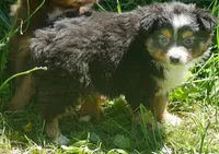 Lil Dustyrose BTM1, a male Toy Australian Shepherd for sale in Portland, OR – 2 of 3