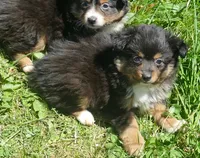 Lil Dustyrose BTM2, a male Toy Australian Shepherd for sale in Portland, OR – 2 of 3
