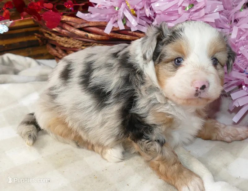 Lil paisley bmf w TAIL – Toy Australian Shepherd puppy for sale in Portland, OR
