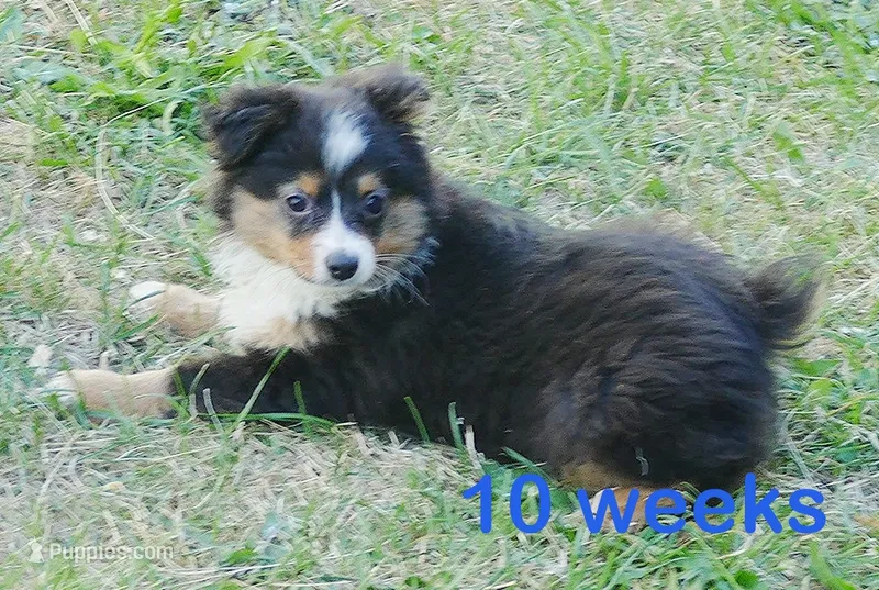 Lil Dustyrose BTM1 – Toy Australian Shepherd puppy for sale in Portland, OR