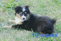 Lil Dustyrose BTM1, a male Toy Australian Shepherd for sale in Portland, OR – 1 of 3
