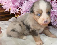 Grace-ci Bellle BMF2, a female Miniature Australian Shepherd for sale in Portland, OR – 2 of 3