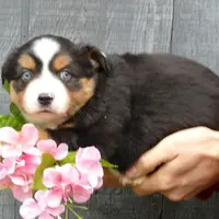 rubyrose btf, a female Miniature Australian Shepherd for sale in Portland, OR – Photo 1 of 2