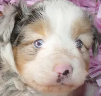 Lil paisley bmf w TAIL, a female Toy Australian Shepherd for sale in Portland, OR – 8 of 8