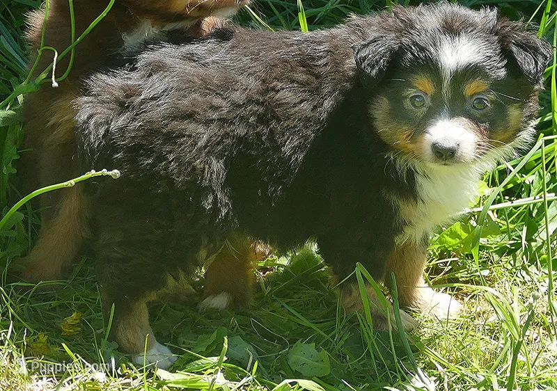 Dustyrose BTM1 – Toy Australian Shepherd puppy for sale in Portland, OR