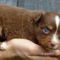 daisey rtf, a female Miniature Australian Shepherd for sale in Portland, OR – Photo 1 of 2