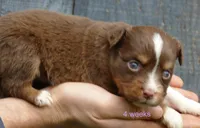 daisey rtf, a female Miniature Australian Shepherd for sale in Portland, OR – Photo 1 of 2