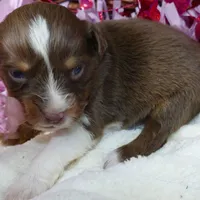 daisey rtf, a female Miniature Australian Shepherd for sale in Portland, OR – Photo 2 of 2