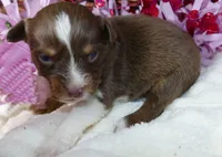 daisey rtf, a female Miniature Australian Shepherd for sale in Portland, OR – Photo 2 of 2