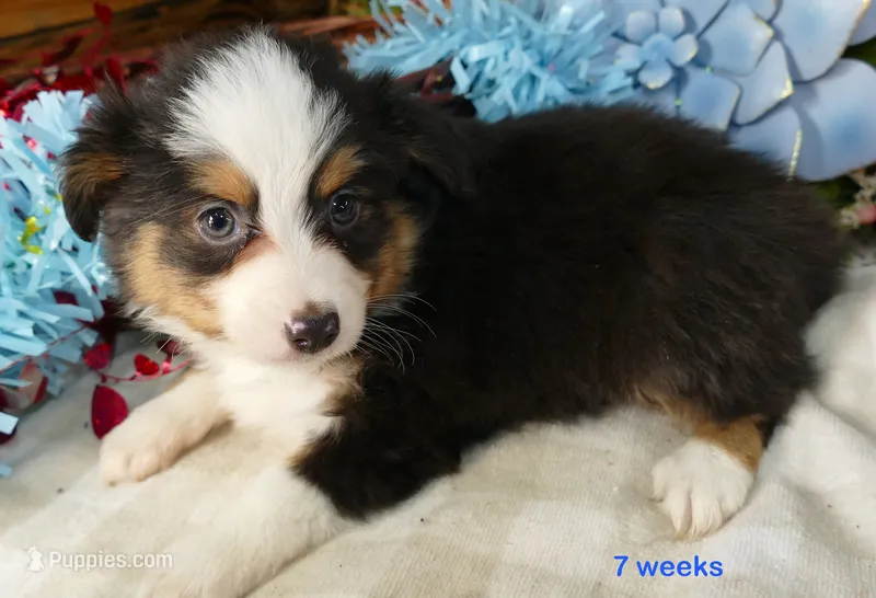 Lil Starb BTM2 – Toy Australian Shepherd puppy for sale in Portland, OR