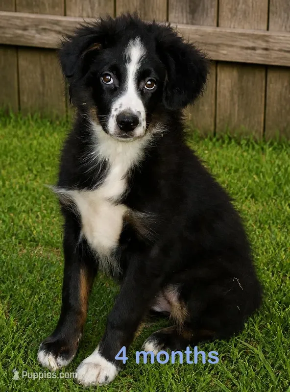 Rustybelle BTM2 – Miniature Australian Shepherd puppy for sale in Portland, OR
