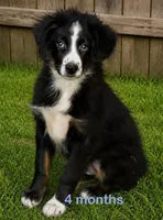 Rustybelle BTM2, a male Miniature Australian Shepherd for sale in Portland, OR – 2 of 5