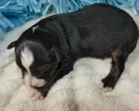 Lil Dustyrose BTM1, a male Toy Australian Shepherd for sale in Portland, OR – 3 of 3