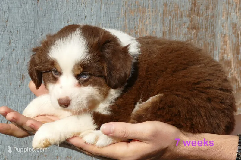 FR-Daisey RTF1 – Toy Australian Shepherd puppy for sale in Portland, OR