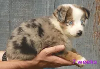 Grace-ci blue BMF2, a female Miniature Australian Shepherd for sale in Portland, OR – 3 of 3