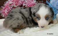 Grace-ci bellle bmm2, a male Miniature Australian Shepherd for sale in Portland, OR – Photo 3 of 3