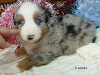 Grace-ci bellle bmm2, a male Miniature Australian Shepherd for sale in Portland, OR – Photo 2 of 3