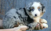 Grace-ci bellle bmm2, a male Miniature Australian Shepherd for sale in Portland, OR – Photo 1 of 3