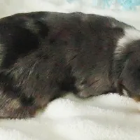 Mistyblue bmm1, a male Toy Australian Shepherd for sale in Portland, OR – Photo 3 of 5