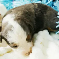 Mistyblue bmm1, a male Toy Australian Shepherd for sale in Portland, OR – Photo 2 of 5