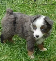 Mistyblue bmm1, a male Toy Australian Shepherd for sale in Portland, OR – Photo 4 of 5