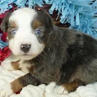 Mistyblue bmm1, a male Toy Australian Shepherd for sale in Portland, OR – Photo 1 of 5