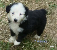 Grace-ci BLue BTM1, a male Miniature Australian Shepherd for sale in Portland, OR – 2 of 3