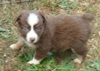 rusty belle rtf3, a female Miniature Australian Shepherd for sale in Portland, OR – Photo 3 of 5