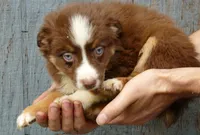 rusty belle rtf3, a female Miniature Australian Shepherd for sale in Portland, OR – Photo 2 of 5
