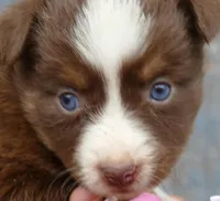 rusty belle rtf3, a female Miniature Australian Shepherd for sale in Portland, OR – Photo 5 of 5