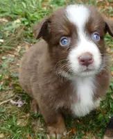rusty belle rtf3, a female Miniature Australian Shepherd for sale in Portland, OR – Photo 1 of 5