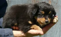Lil starnight btm3, a male Toy Australian Shepherd for sale in Portland, OR – 3 of 5