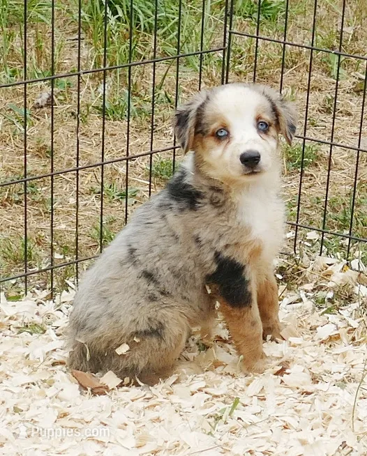 Grace-ci BLue BMF1 – Miniature Australian Shepherd puppy for sale in Portland, OR