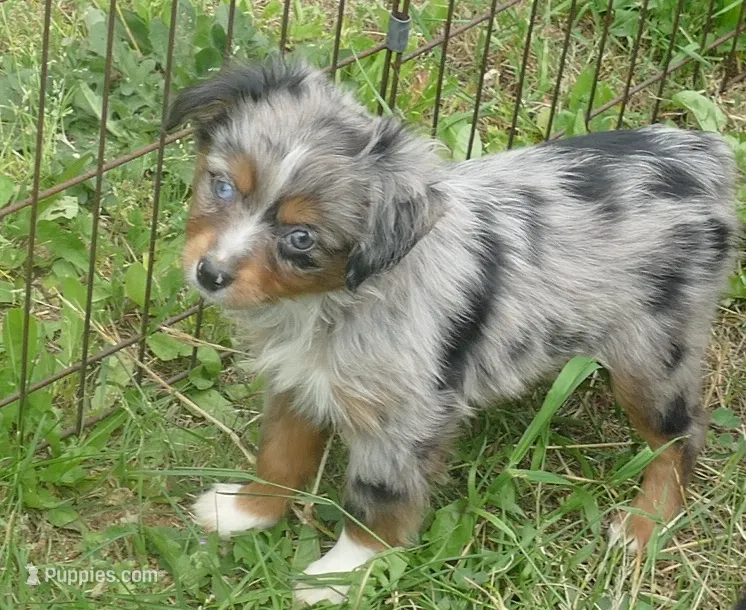 LIL Starnight BMF – Toy Australian Shepherd puppy for sale in Portland, OR